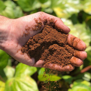 A handful of ECOMAX Neem Kernel Fertilizer, ready to be amended into the soil to help plants thrive