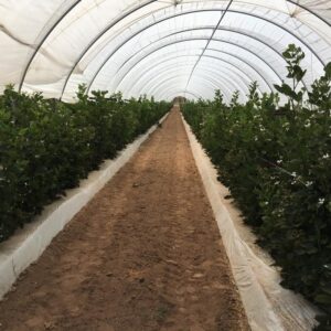 Plants thriving inside a greenhouse covered by Sungrower Greenhouse Poly, available in several pre-cut sizes