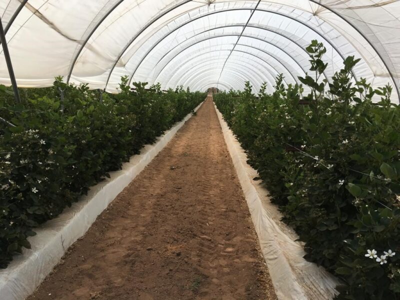 Plants thriving inside a greenhouse covered by Sungrower Greenhouse Poly, available in several pre-cut sizes