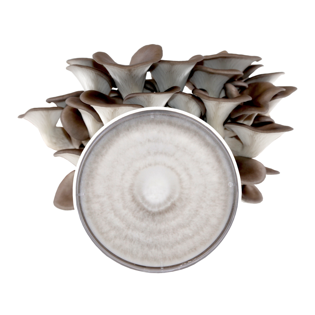 Blue Oyster Mushroom Plate Culture | Left Coast Wholesale