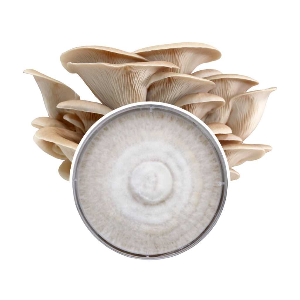 Grey Oyster Mushroom Plate Culture | Left Coast Wholesale