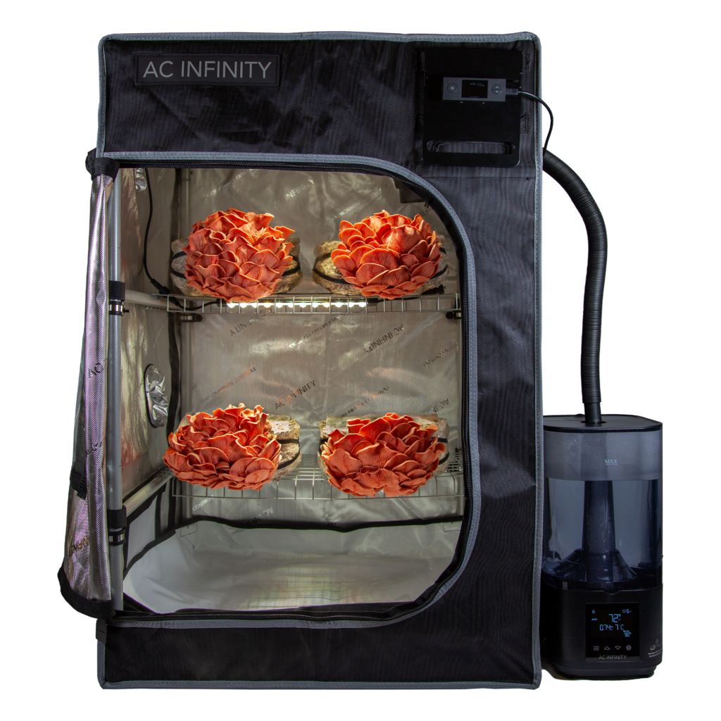 Interior view of AC Infinity grow tent with thriving mushroom clusters under controlled conditions