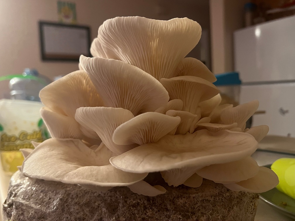 Home grown oyster mushrooms on top fo substrate