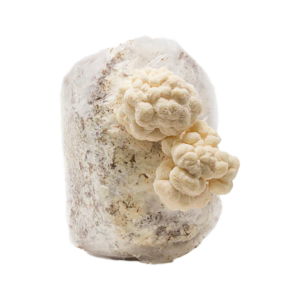 An inoculated mushroom fruiting block with a white mycelium and a large circular white mass of Lion's mane mushroom growing out of it.