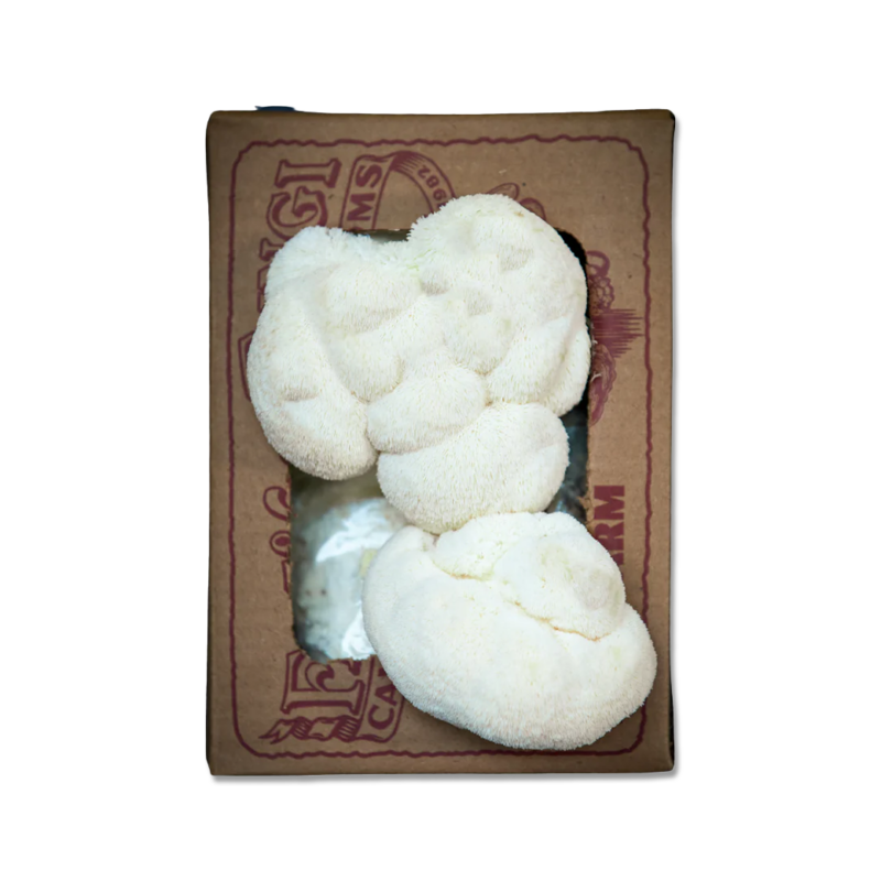 a Cardboard box with a larger circular white mass of lions mane mushroom growing out of it from an inoculated mushroom fruiting block