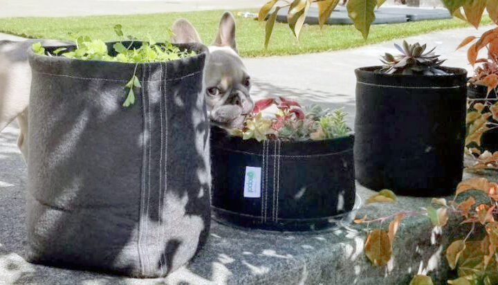 French bulldog, Nova, with GeoPot fabric pots