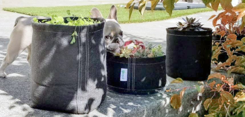 French bulldog, Nova, with GeoPot fabric pots