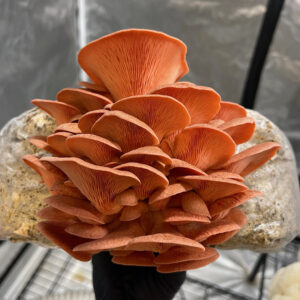 a Gloved hand holding a fan shaped cluster of pink oyster mushrooms growing out of substrate.